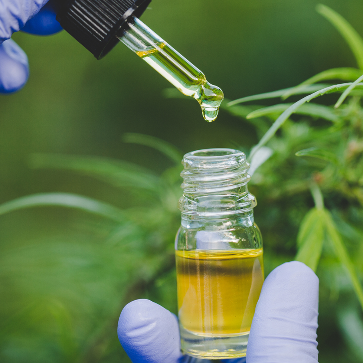 cbd oil toronto