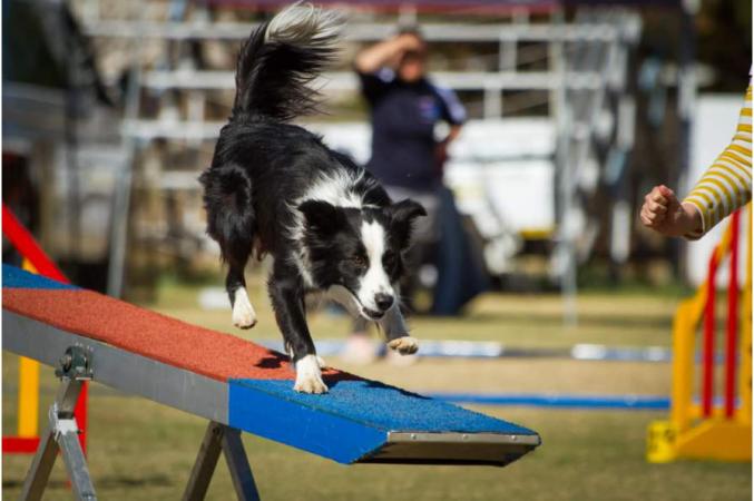Balance in Dog Training