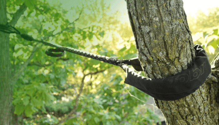 Tree Cabling And Bracing
